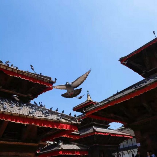 Nepal celebrates Gai Jatra under the terror of novel Coronavirus
